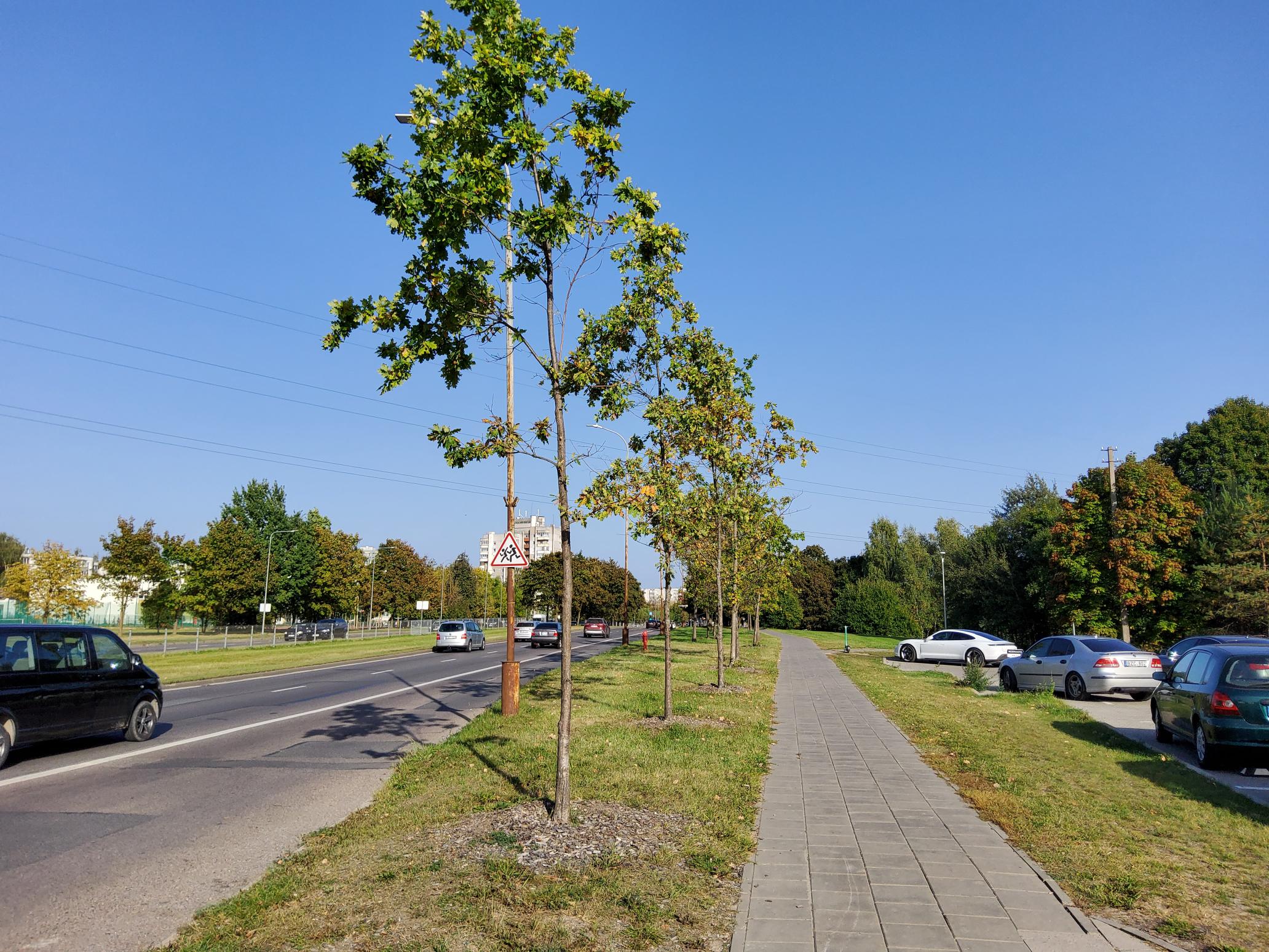 Iš Daugiafunkcio komplekso teritorijos persodinti medžiai Ozo ir Gelvonų gatvėse (Vilniaus m. savivaldybės nuotr.)